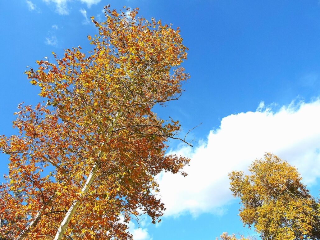 Dscn0334a