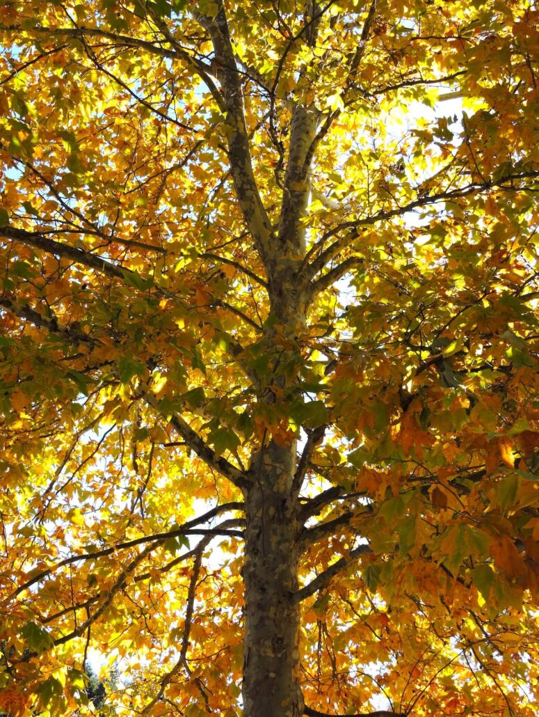 Dscn0374a