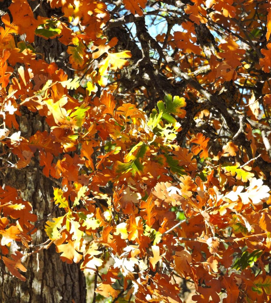 Dscn0386a