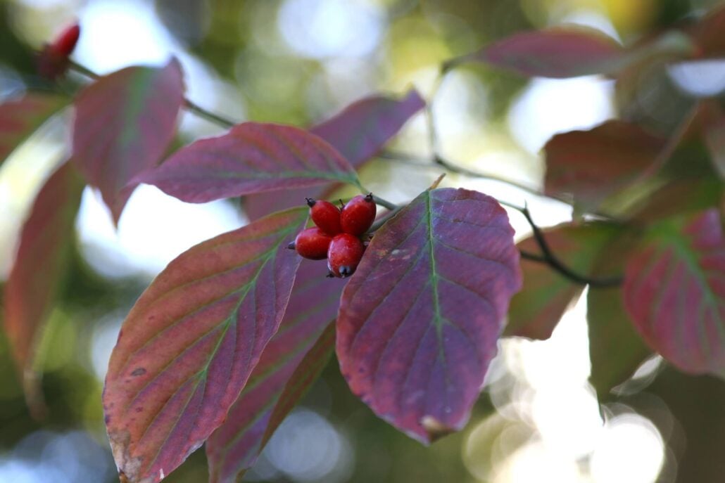 Dogwood 1