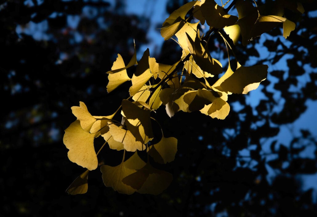 Gingko 2
