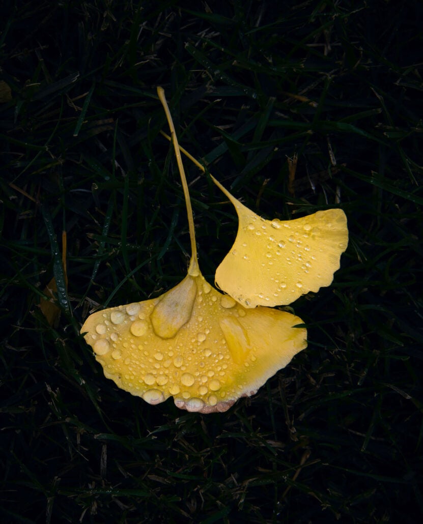 Ginkgo 1