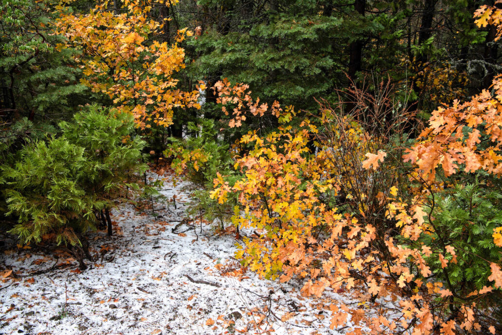 Leaves And Sleet