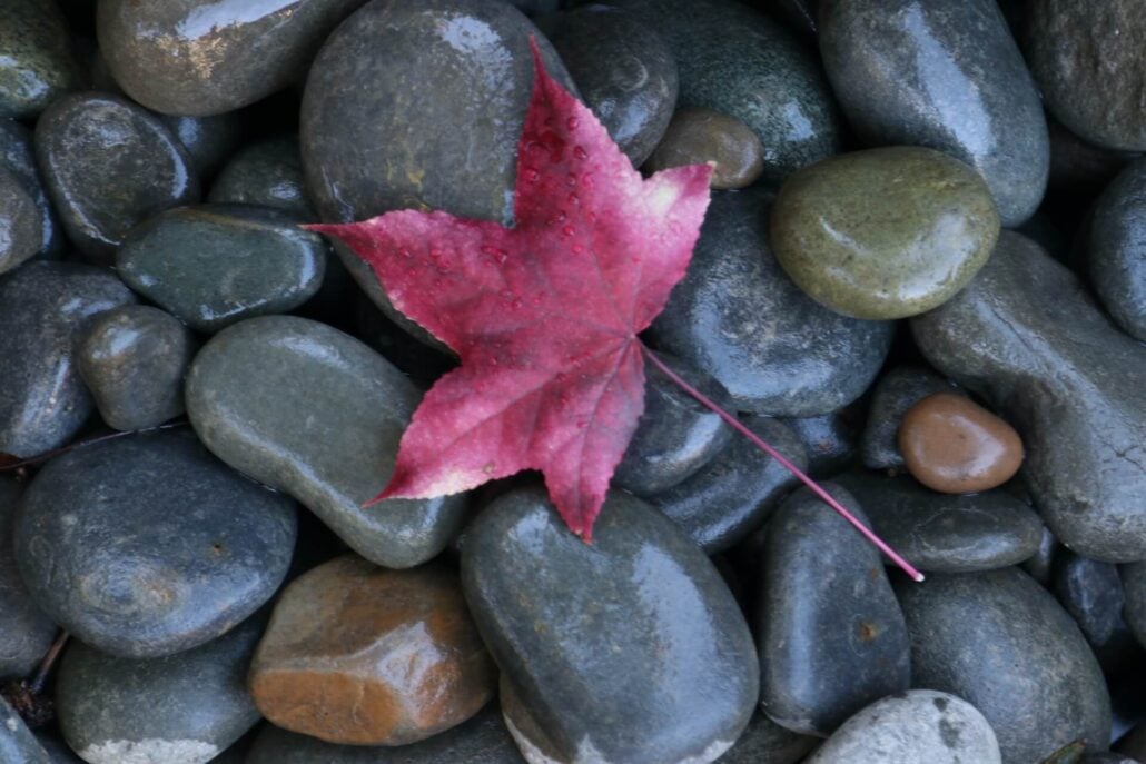 Liquidamber On The Rocks
