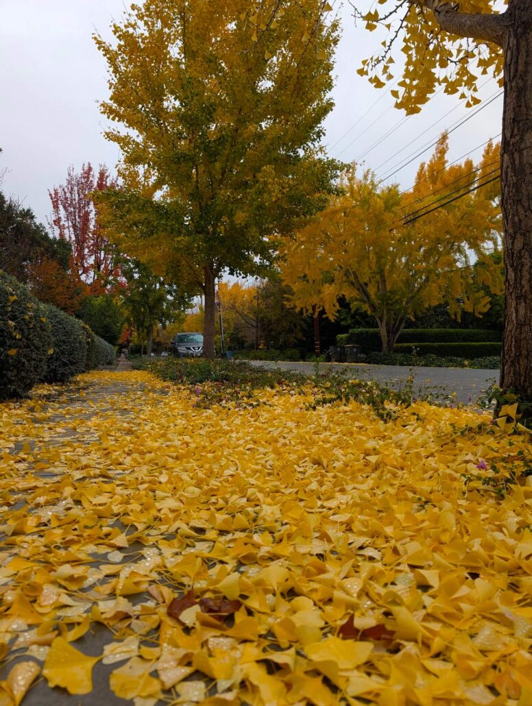 Pa Fall 4