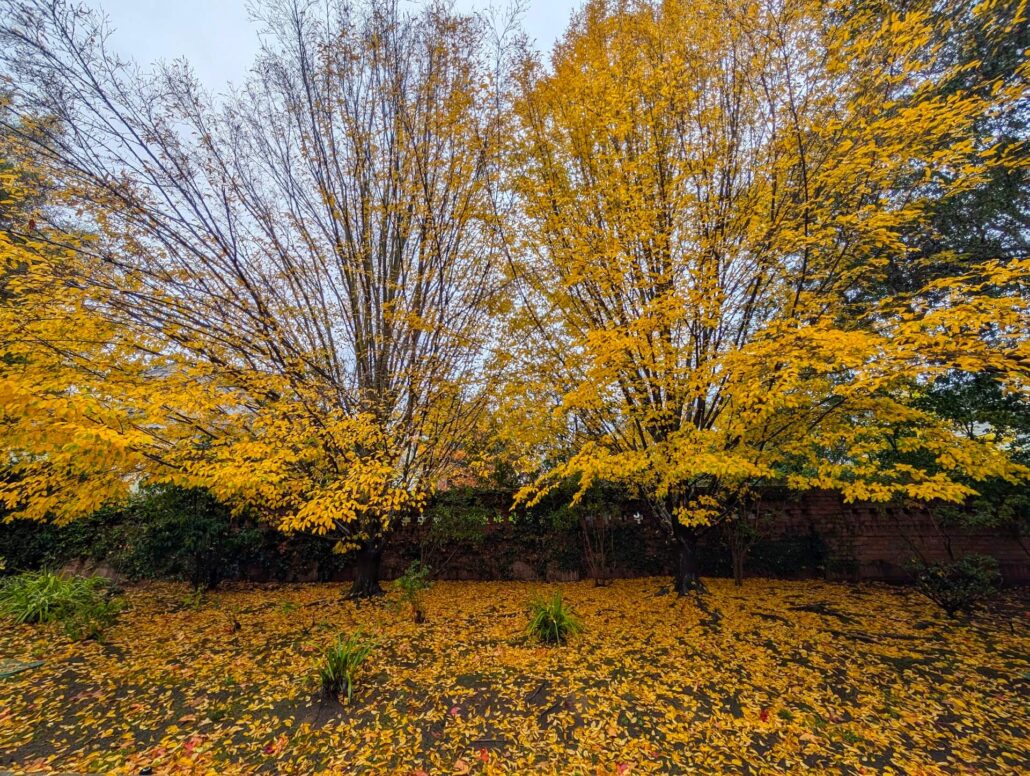 Pa Fall 6