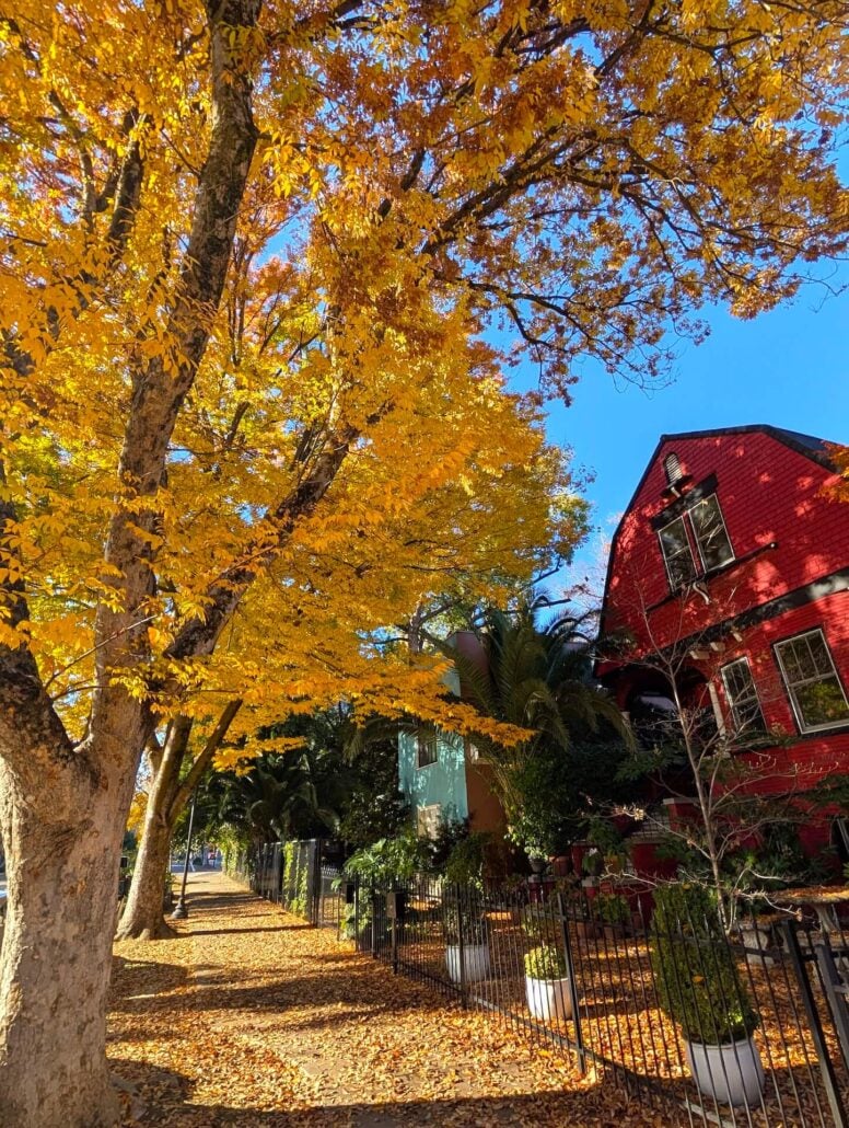 Sacramento Fall 1