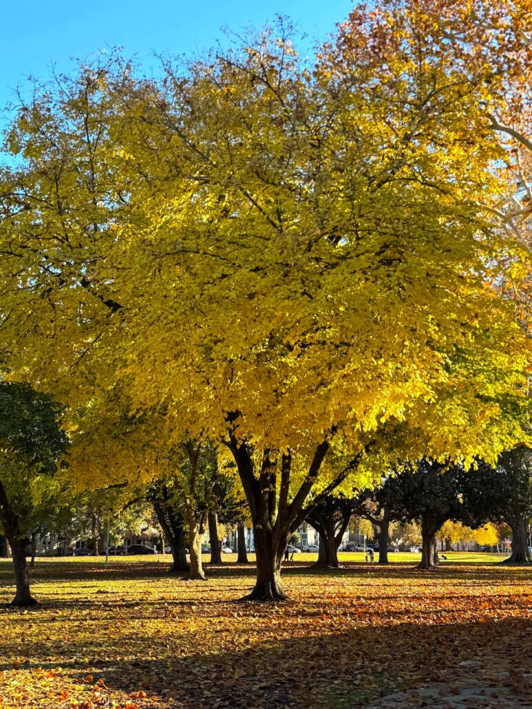 Sacramento Fall 10 Copy