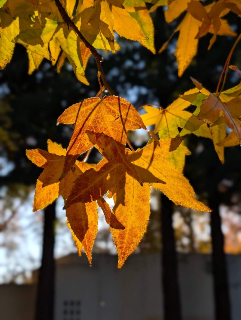 Sacramento Fall 2