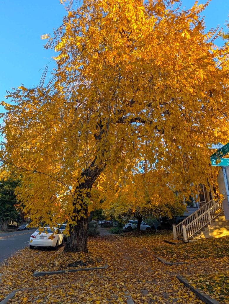 Sacramento Fall 5