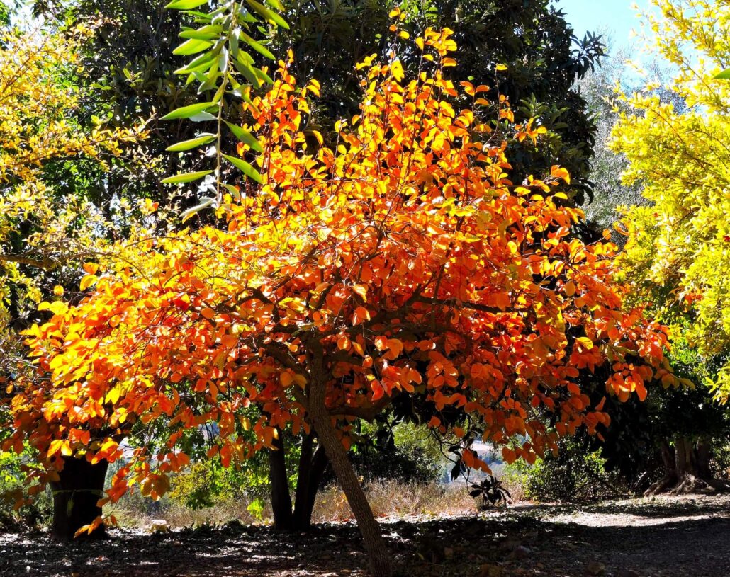 Persimmon