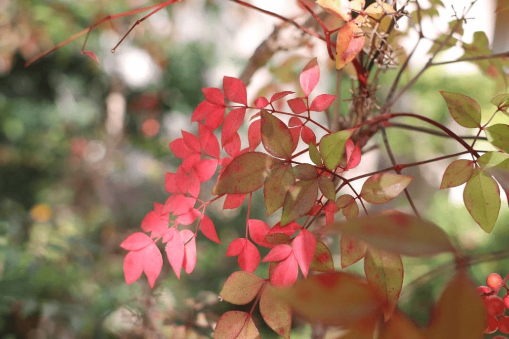 Img 6694 1030x687