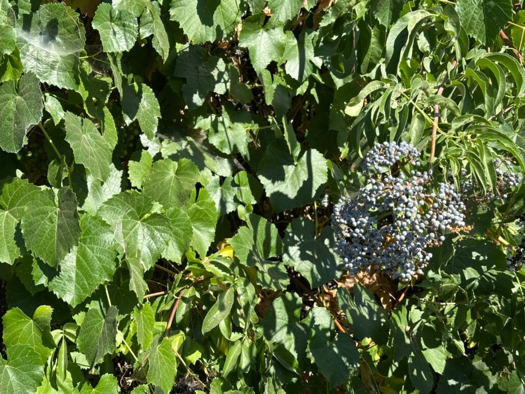 Grapes