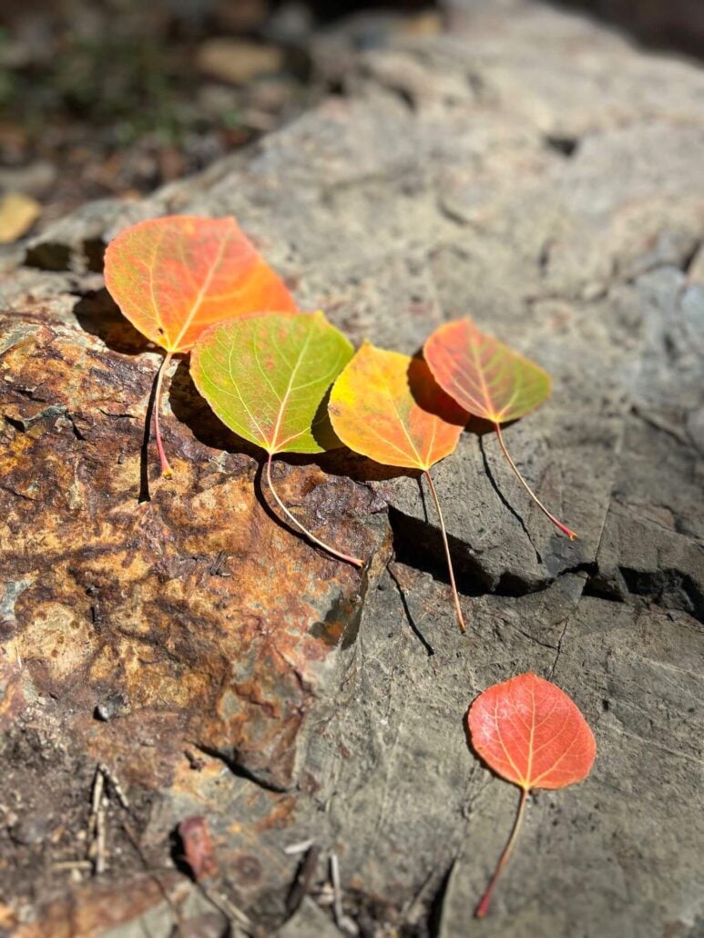 9.23.25 beautiful leaves liz grans, mono county tourism