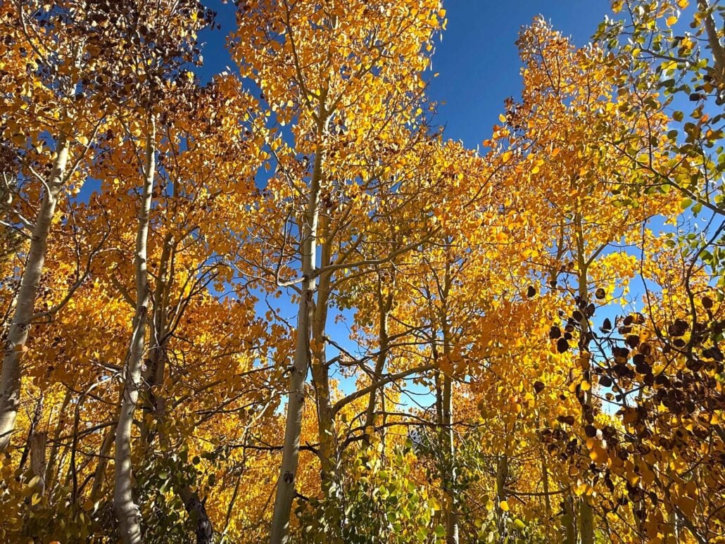 9.24.25 dunderberg meadow road amanda carlson, mono county tourism.jpg (3)