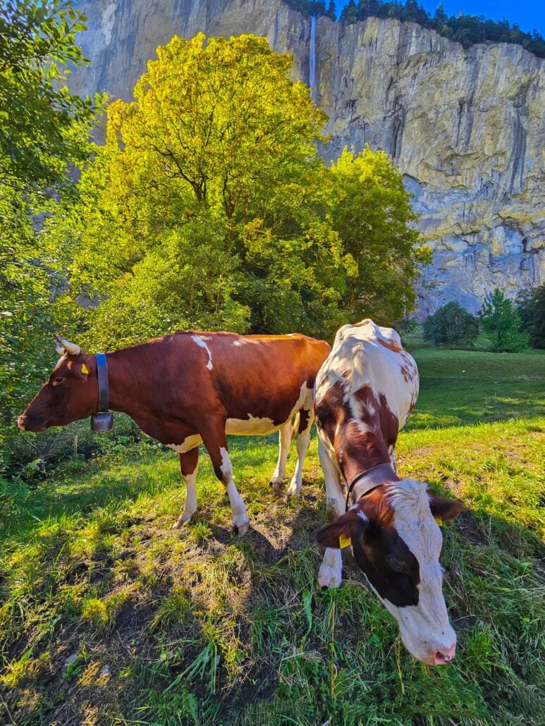 Cows return to the valley in autumn 2