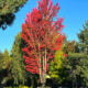 Plumas fall color 2025 250917 quincy jackson st blesse 02