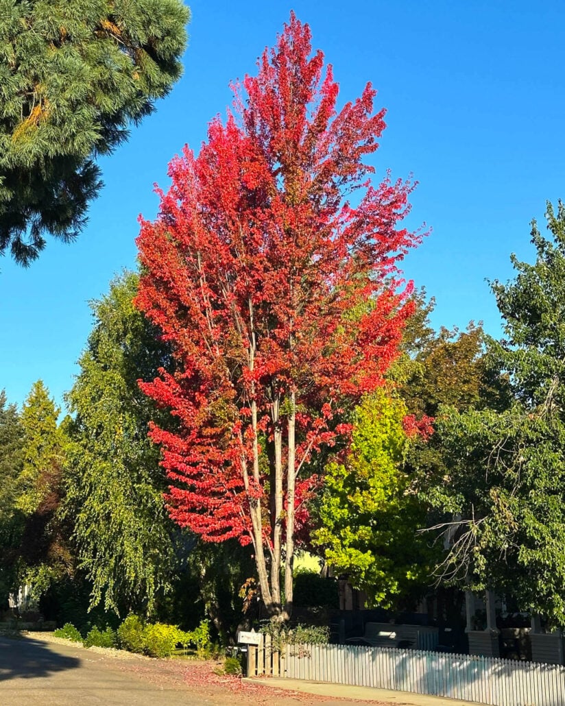 Plumas fall color 2025 250917 quincy jackson st blesse 02