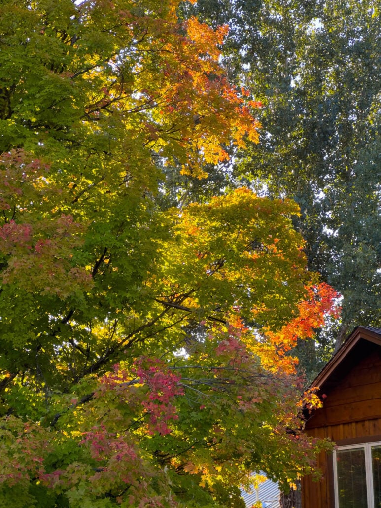 Plumas fall color 2025 250917 quincy thieler maple blesse 03