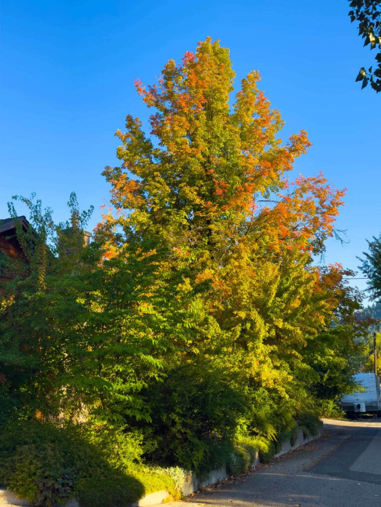Plumas fall color 2025 250917 quincy thieler maple blesse 04