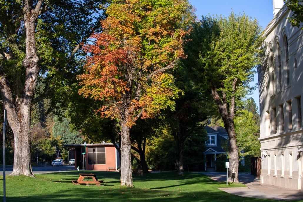 Quincy courthouse maple