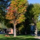 Quincy courthouse maple