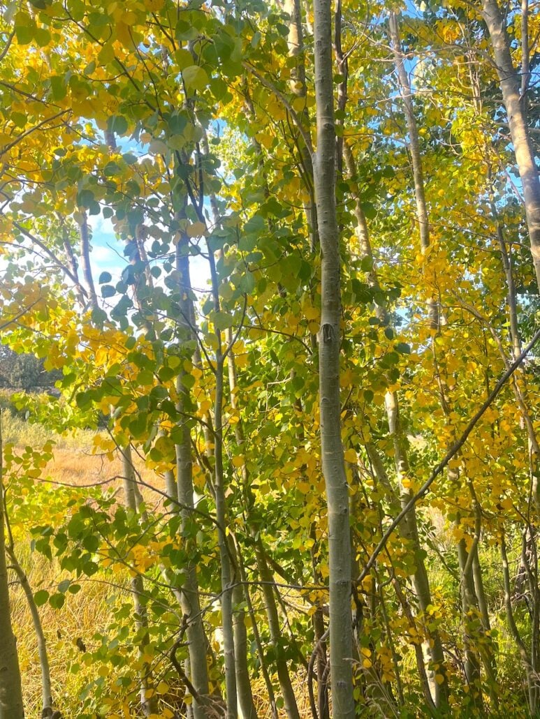 Snowcreeek meadow