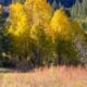 Woodfords canyon