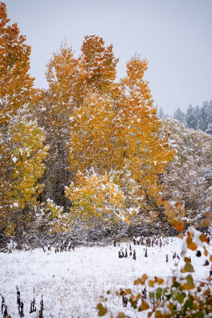 10 14 25 firstseasonsnow mammothlakes kimespinosa 056