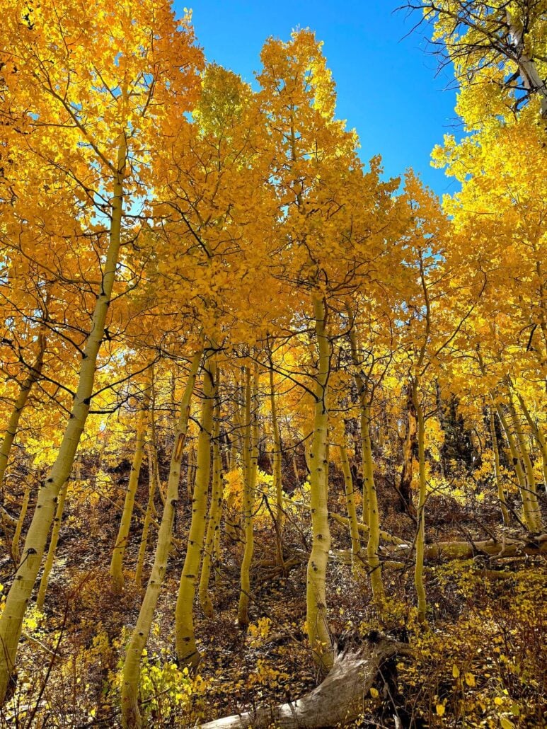 10.06.25 lobdell road amanda carlson, mono county tourism 1