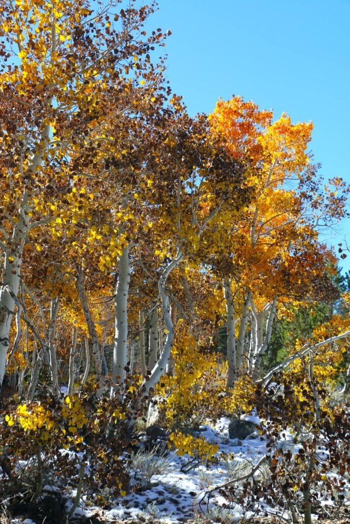 10.20.25 conway summit emily bryant, mono county tourism (18)