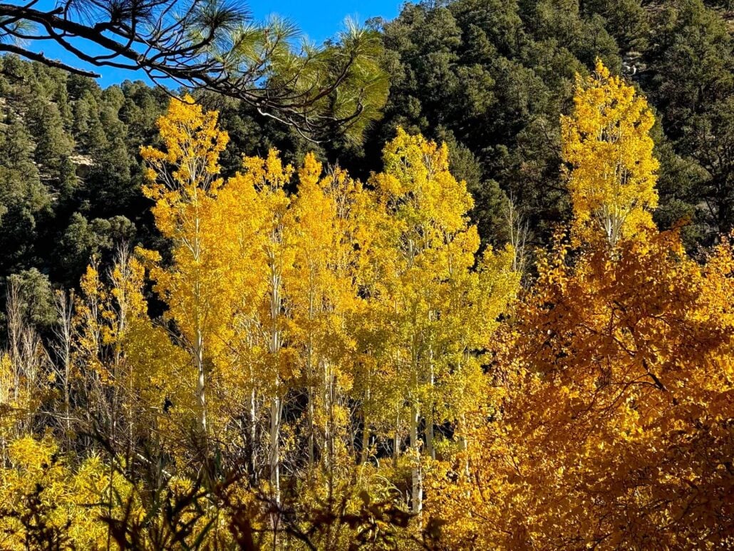 10.21.25 lower rock creek road amanda carlson, mono county tourism 4