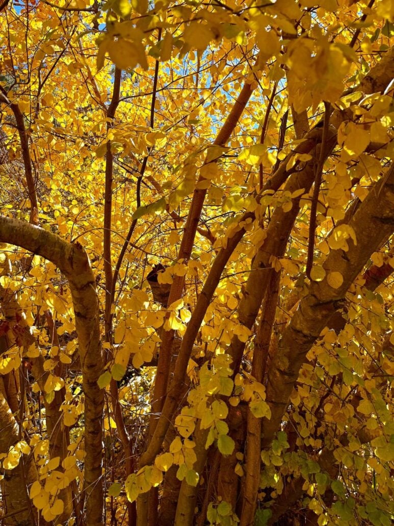 10.21.25 lower rock creek road amanda carlson, mono county tourism 5