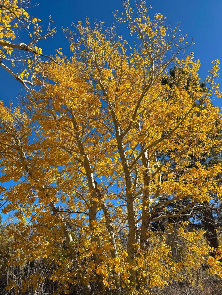 10.27.25 convict area amanda carlson, mono county tourism 5