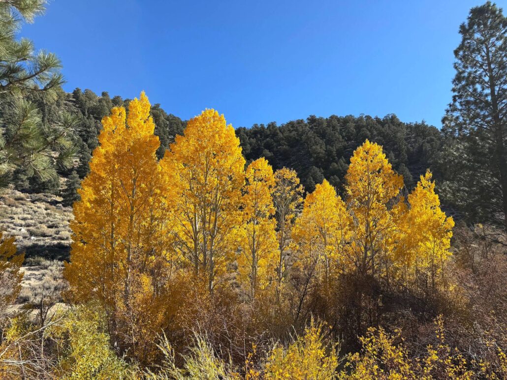 10.27.25 lower rock creek amanda carlson, mono county tourism 3
