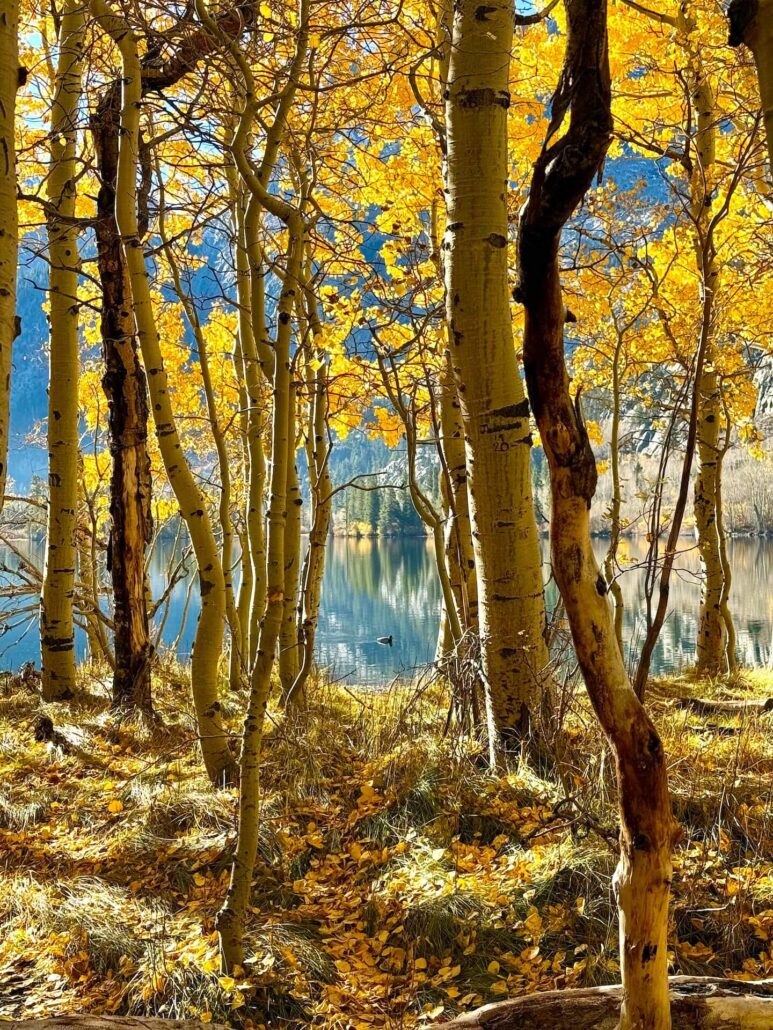 10.28.25 silver lake amanda carlson, mono county tourism 1