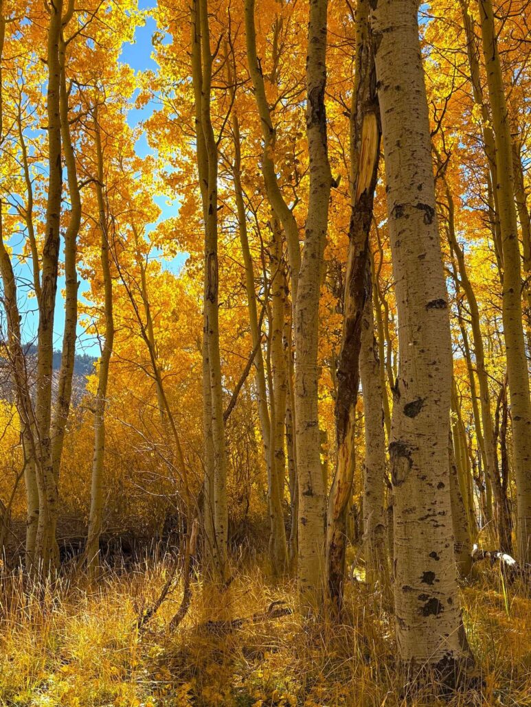 10.28.25 silver lake amanda carlson, mono county tourism (3)