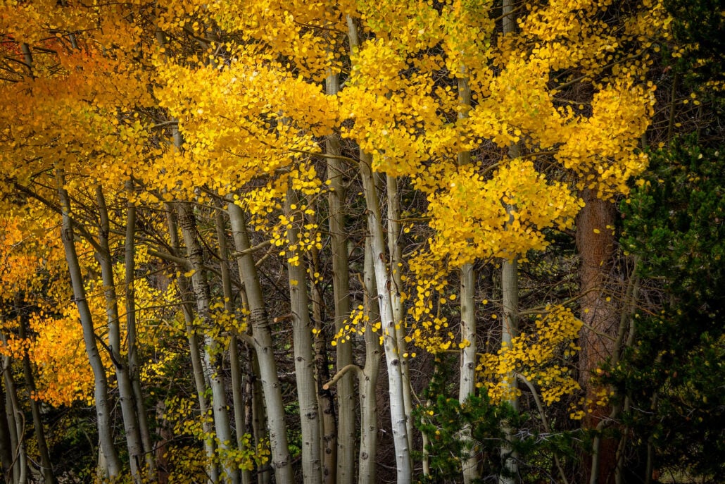 9 29 25 fallcolors rockcreeklake kimespinosa 047