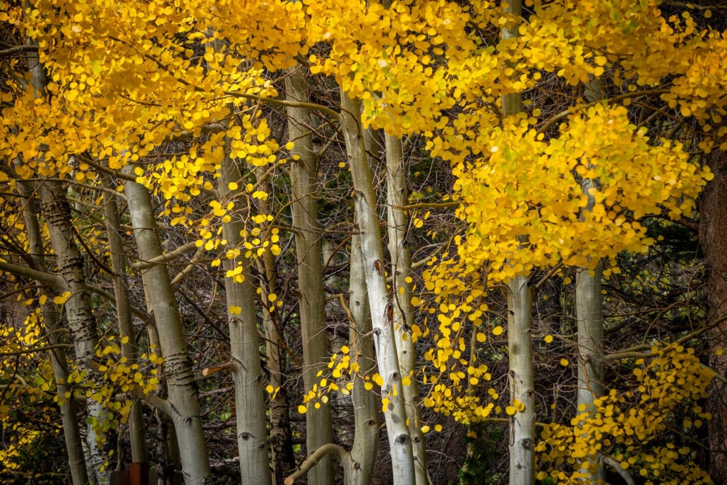 9 29 25 fallcolors rockcreeklake kimespinosa 048
