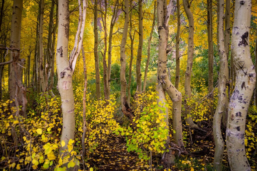 9 30 25 fallcolors mcgeecreek kimespinosa 042