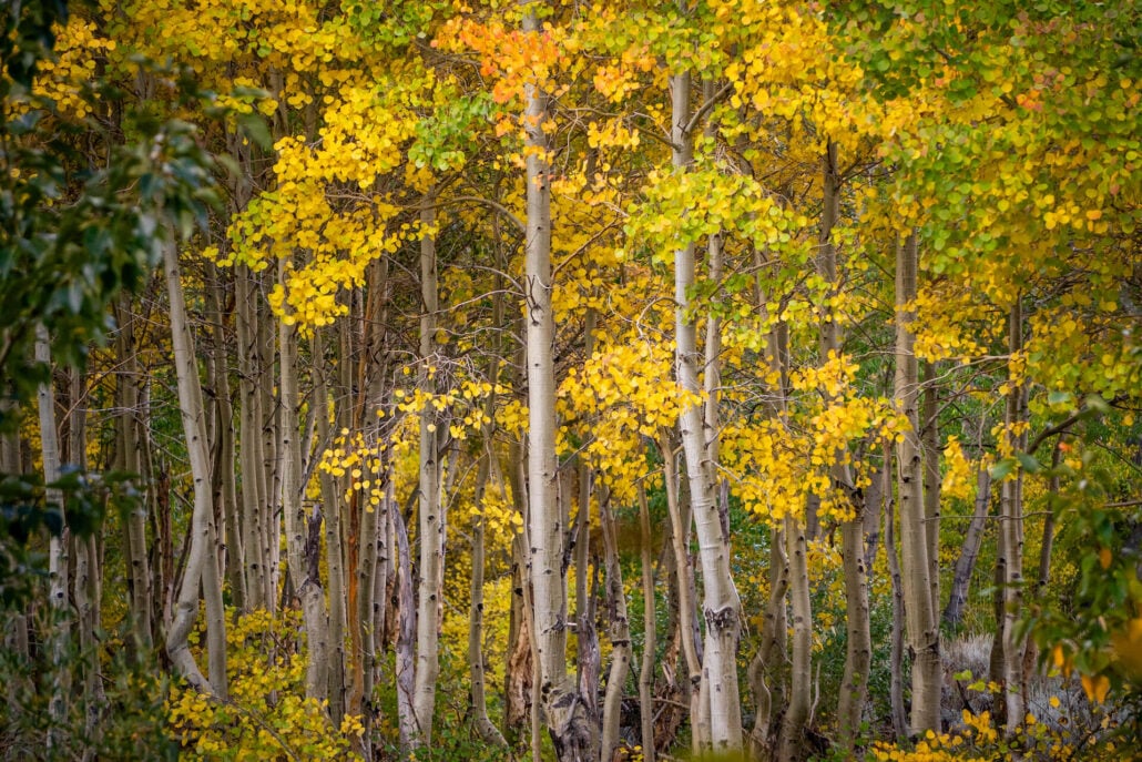 9 30 25 fallcolors mcgeecreek kimespinosa 062