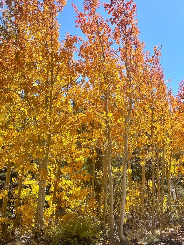 9.30.25 rock creek mosquito flats emily bryant, mono county tourism