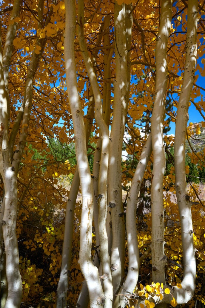 Aspen on north lake roadweb3000px