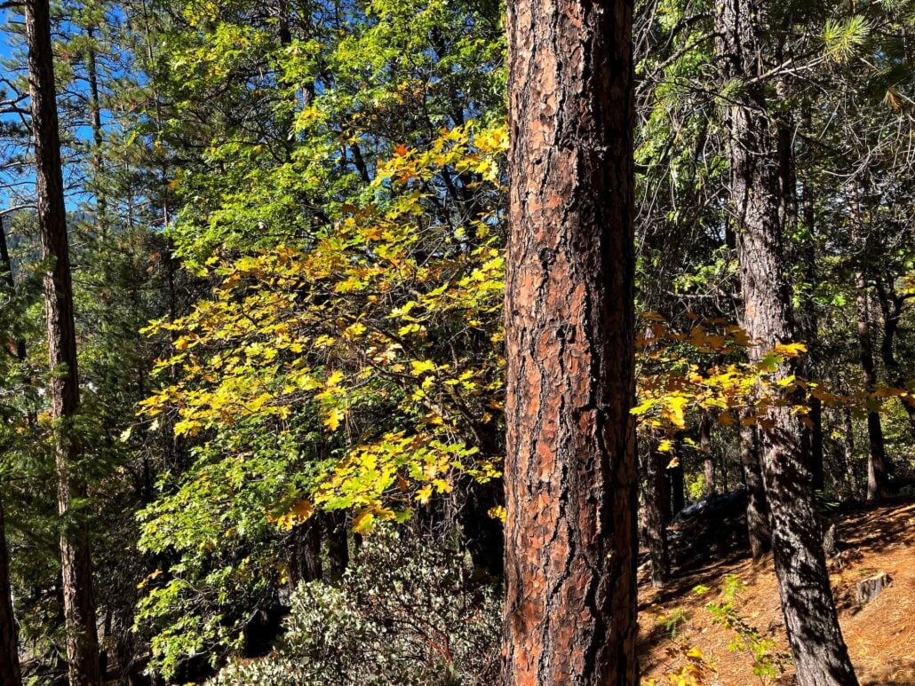 Black oak on q trail with best yet to ocme