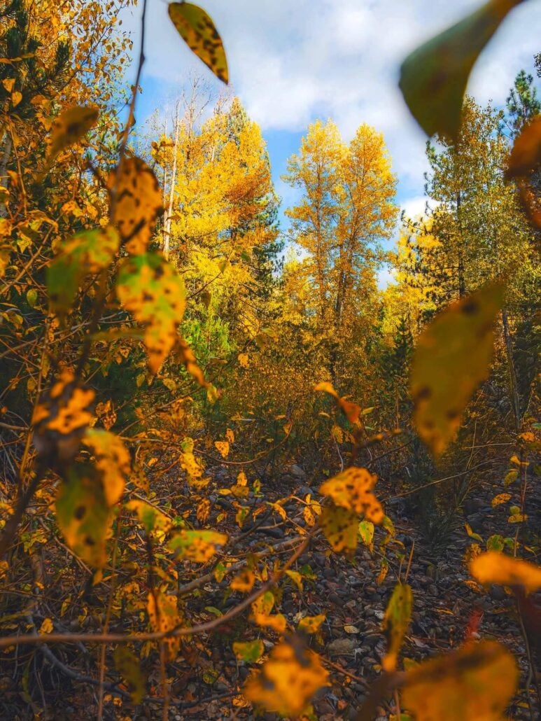 Close up view along deer creek