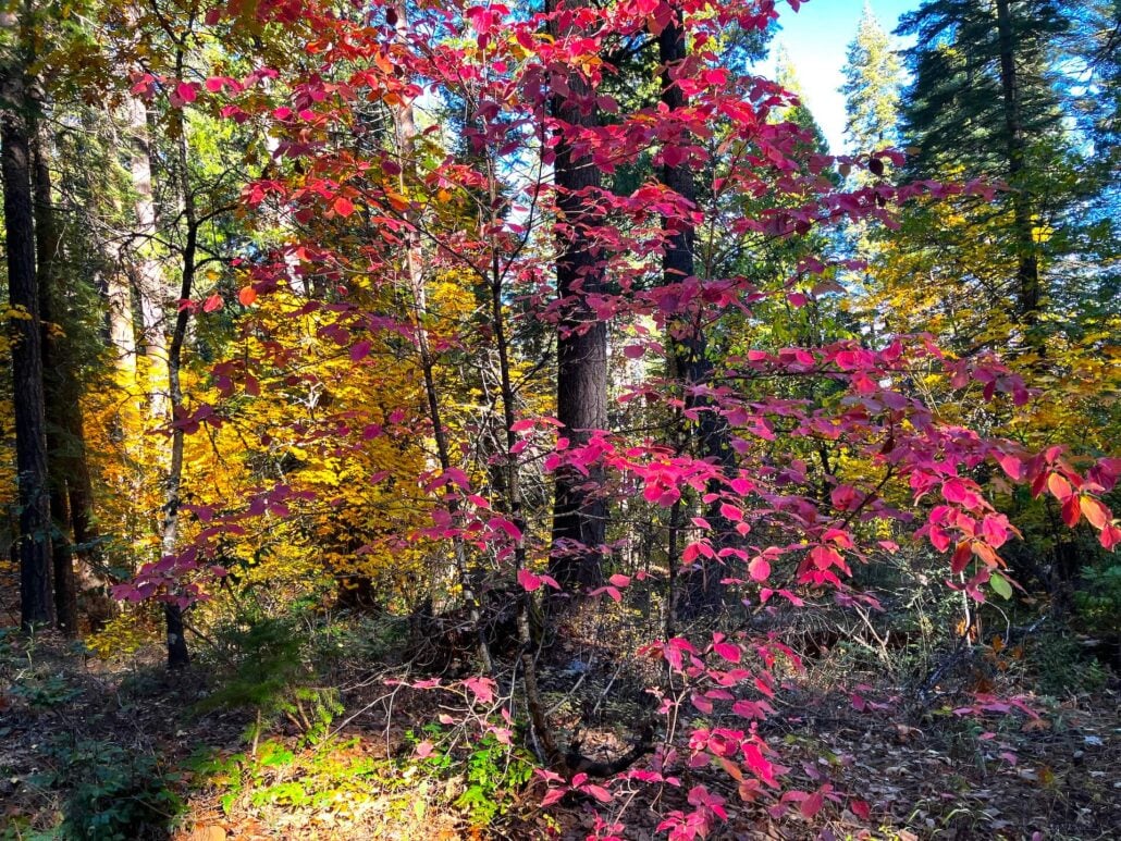 Dogwood in shades of redjpg