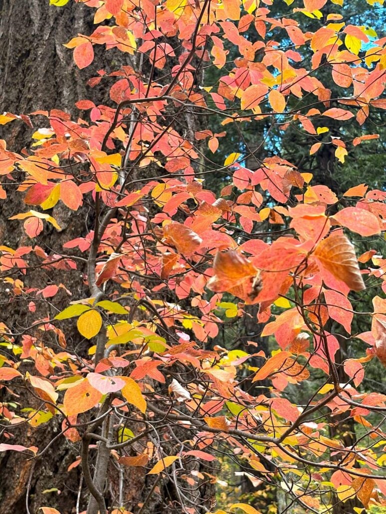 Dogwood outside laporte