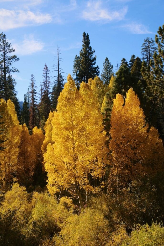 Ec quaking aspen 1