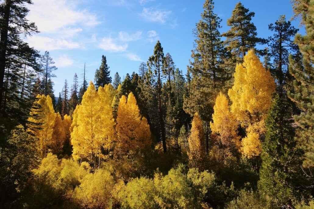 Ec quaking aspen 2