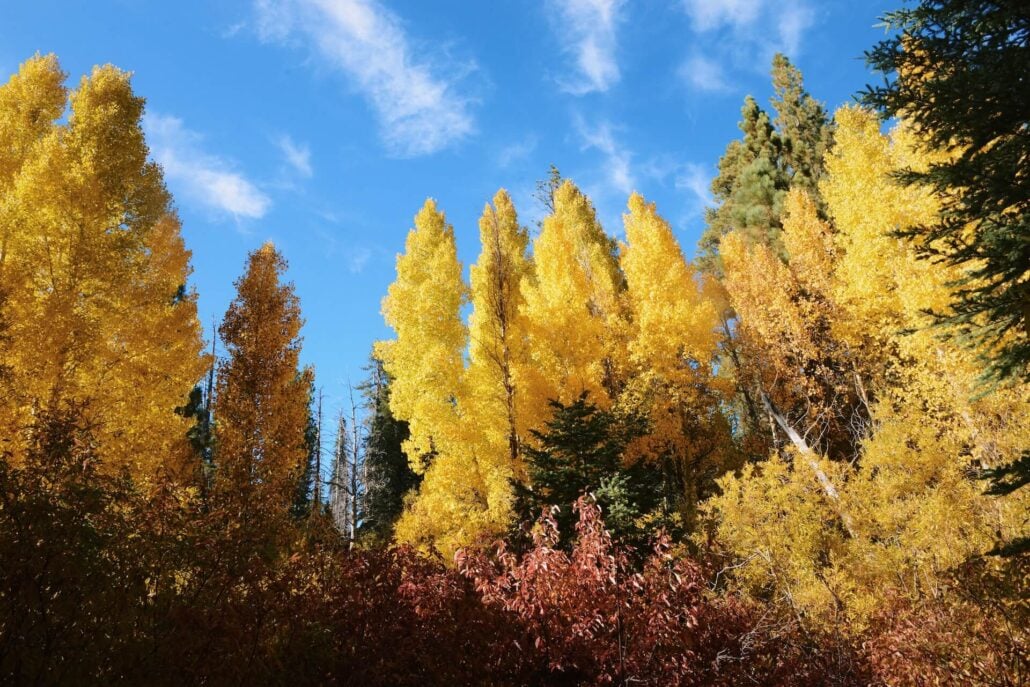 Ec quaking aspen 3